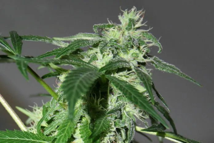 CANNABIS