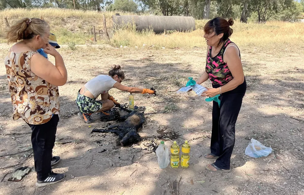 rescate perro 8 (FILEminimizer)