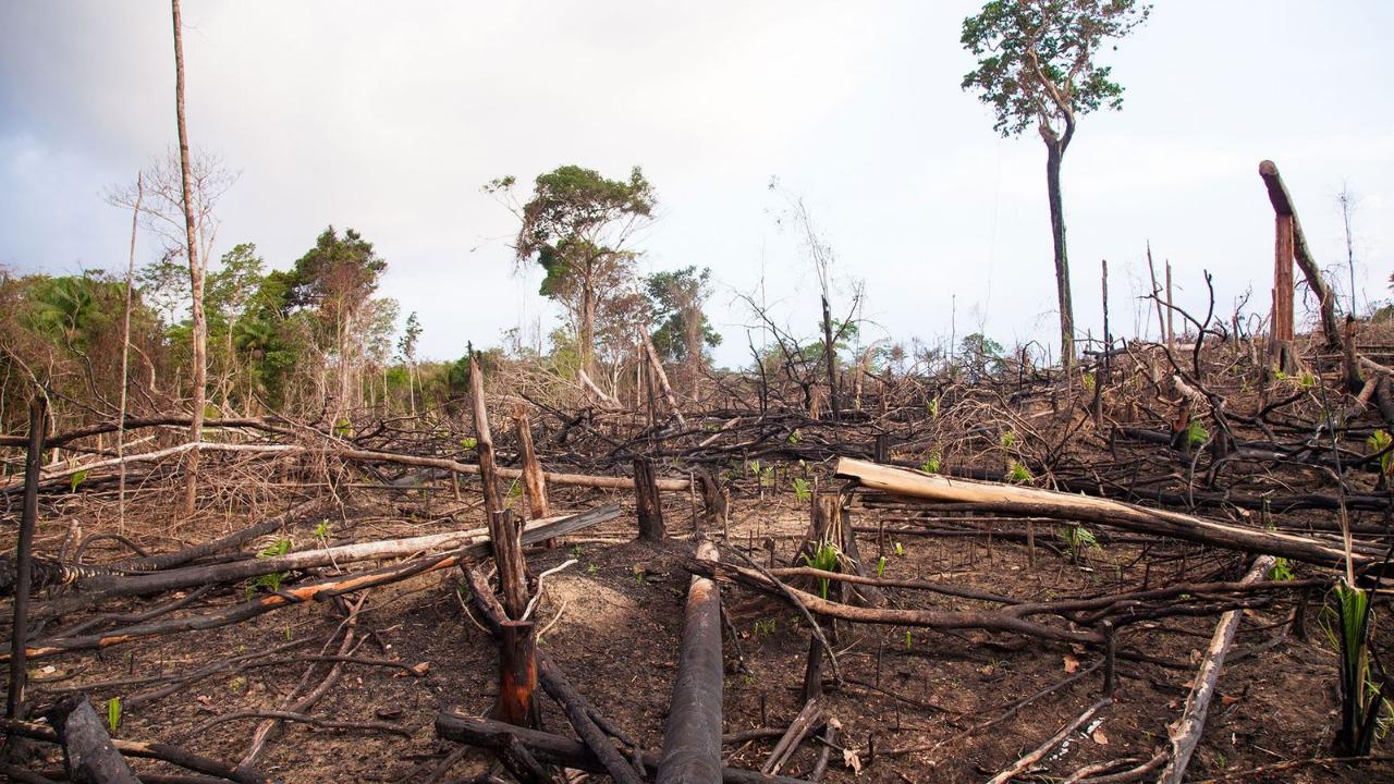 deforestación