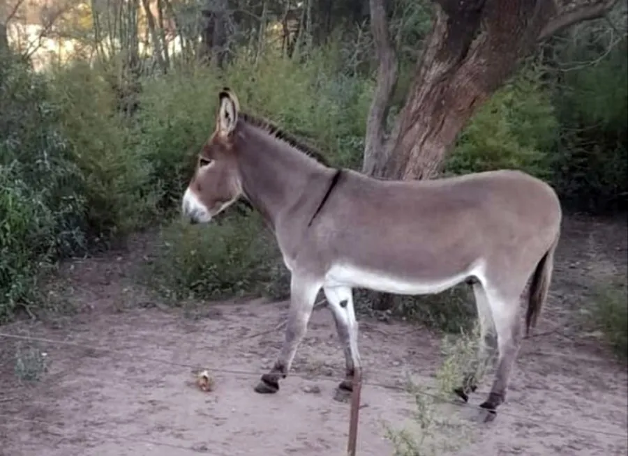 burro 3