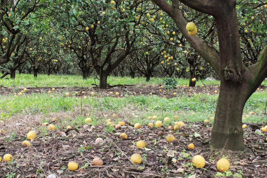 limones 2