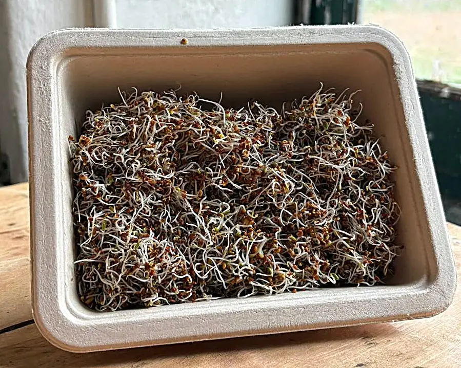 brotes alfalfa 1c