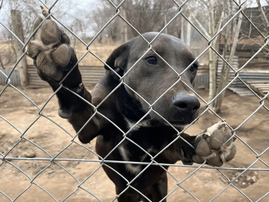 epet araa 4 (FILEminimizer)