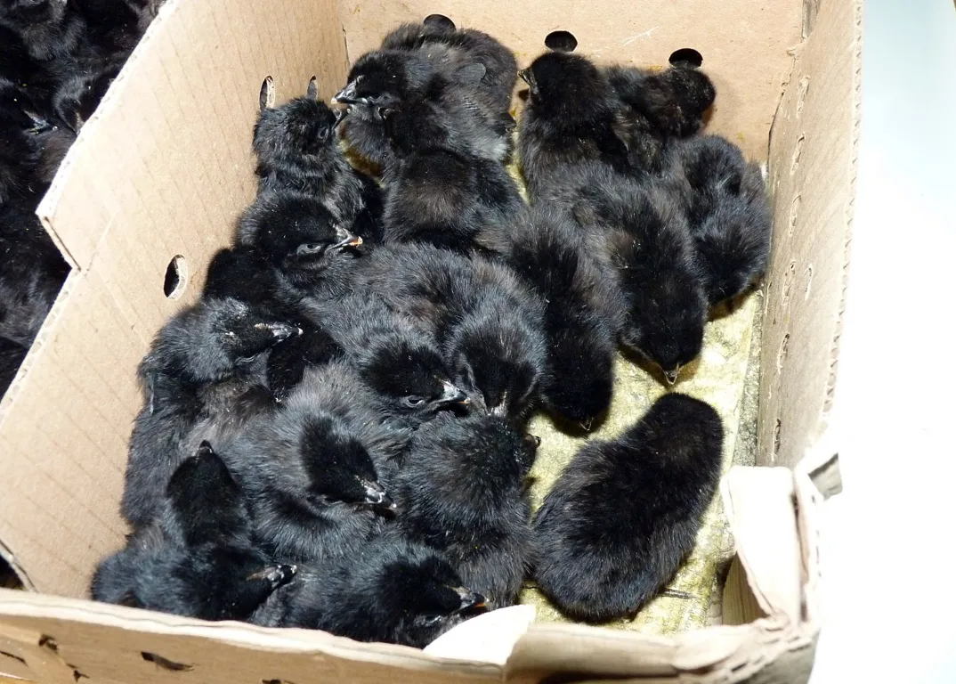 ponedoras falucho 4 FILE