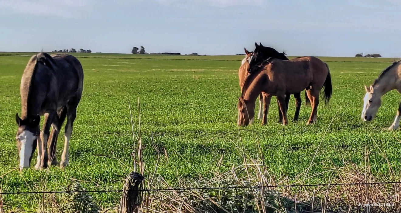 caballos falucho 2