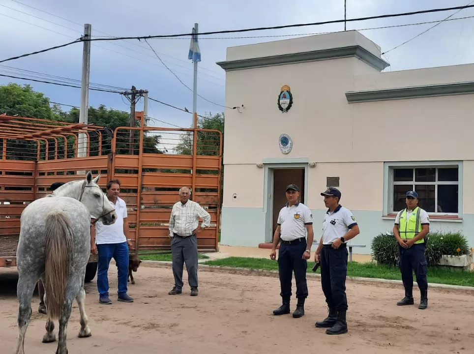 CABALLO ROBADO CALEUFU 3