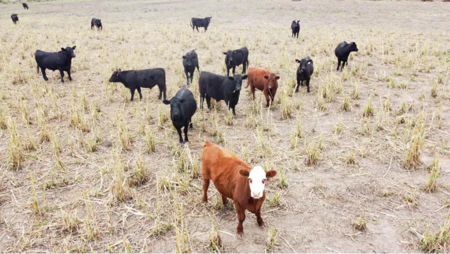 vacas