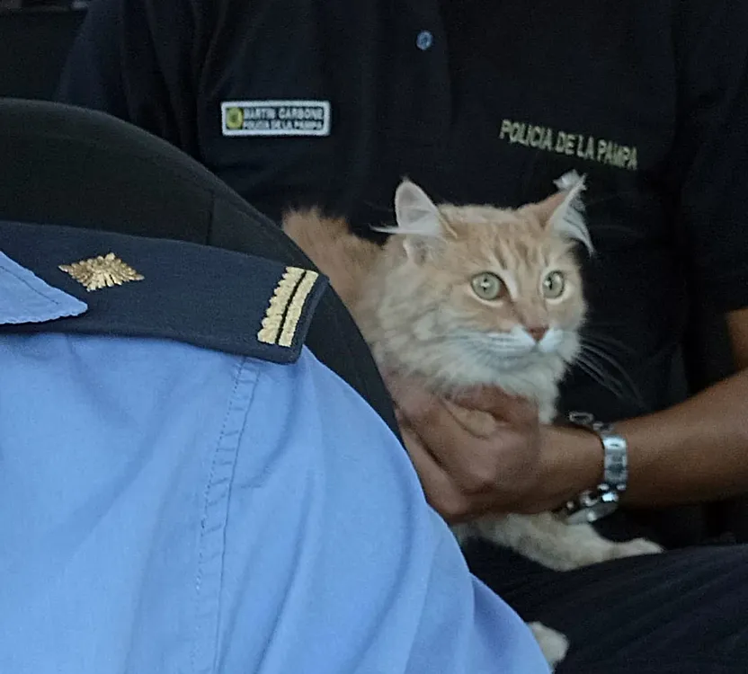 gata robada castex 2