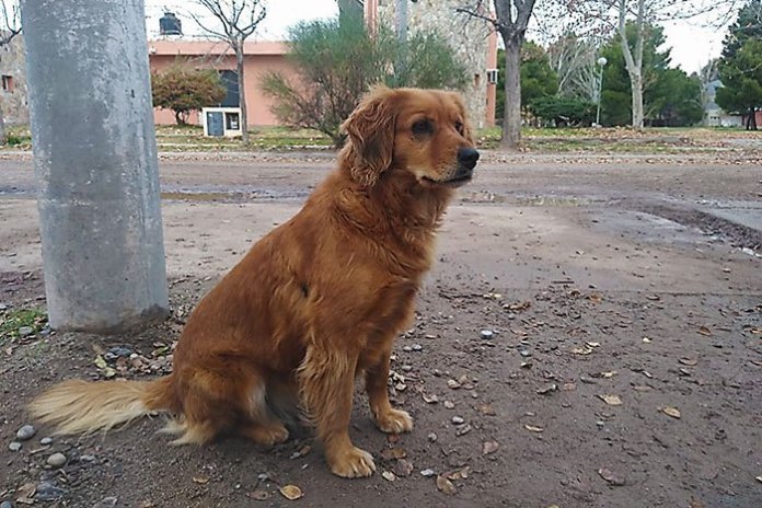 SHEILA