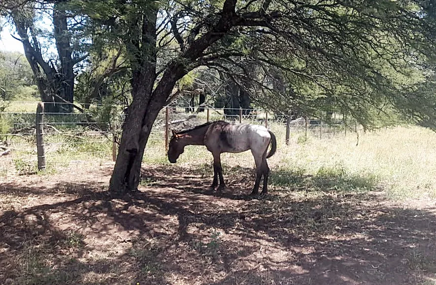 CABALLO TRENEL OFICIAL