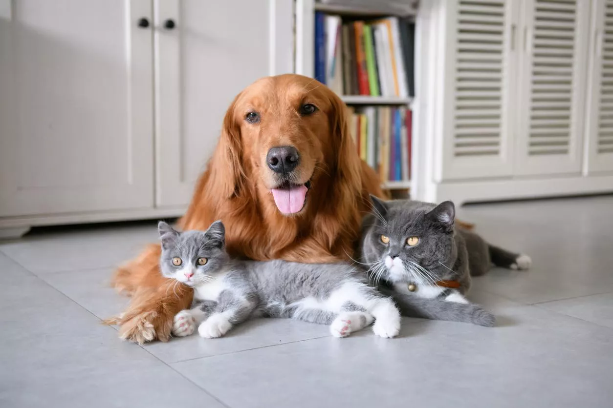 PERROS Y GATOS
