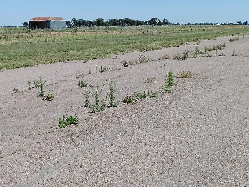 aerodromo pasto yuyos 1