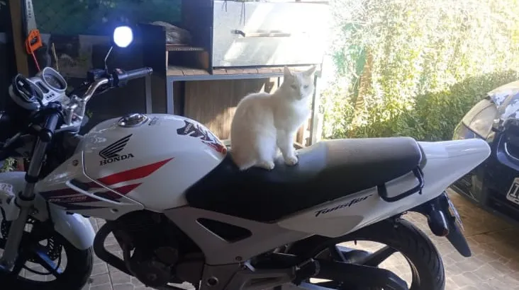 ROBO MOTO HONDA TWISTAR 250 pp