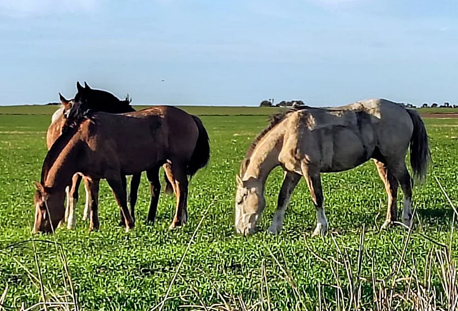 caballos falucho 1