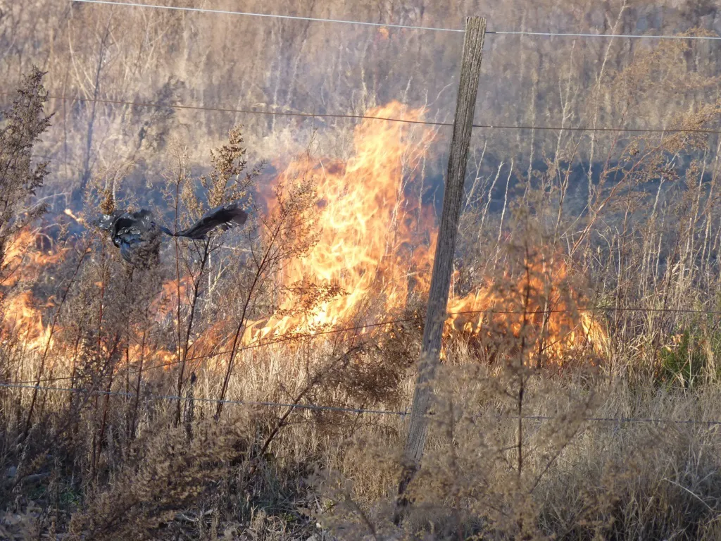 incendio vieja cantera 2 FILE