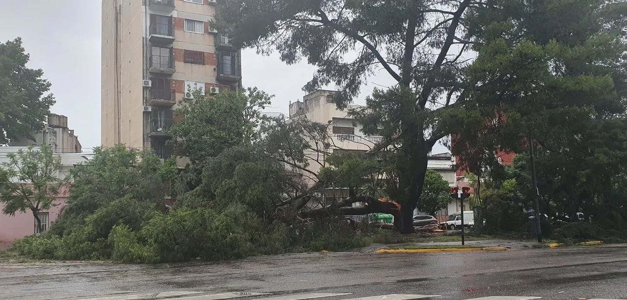 arbol caido