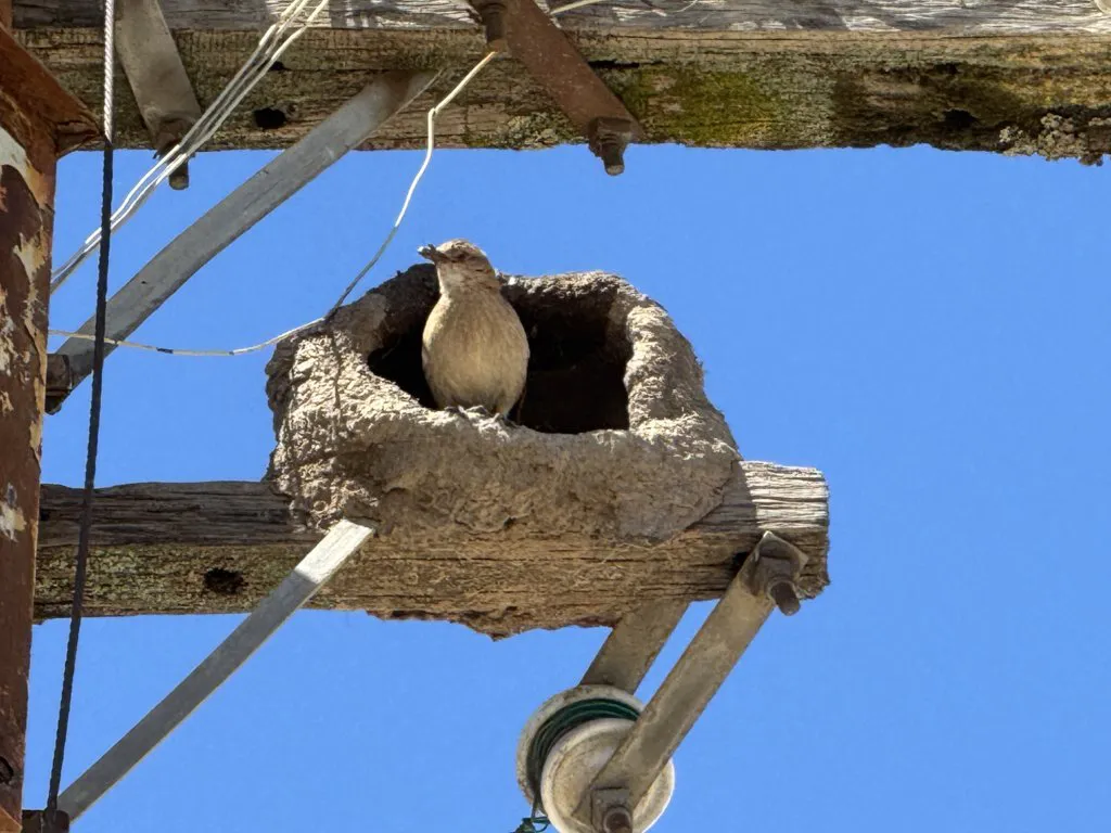 PALMERA TELEGRAFO 3 (FILEminimizer)