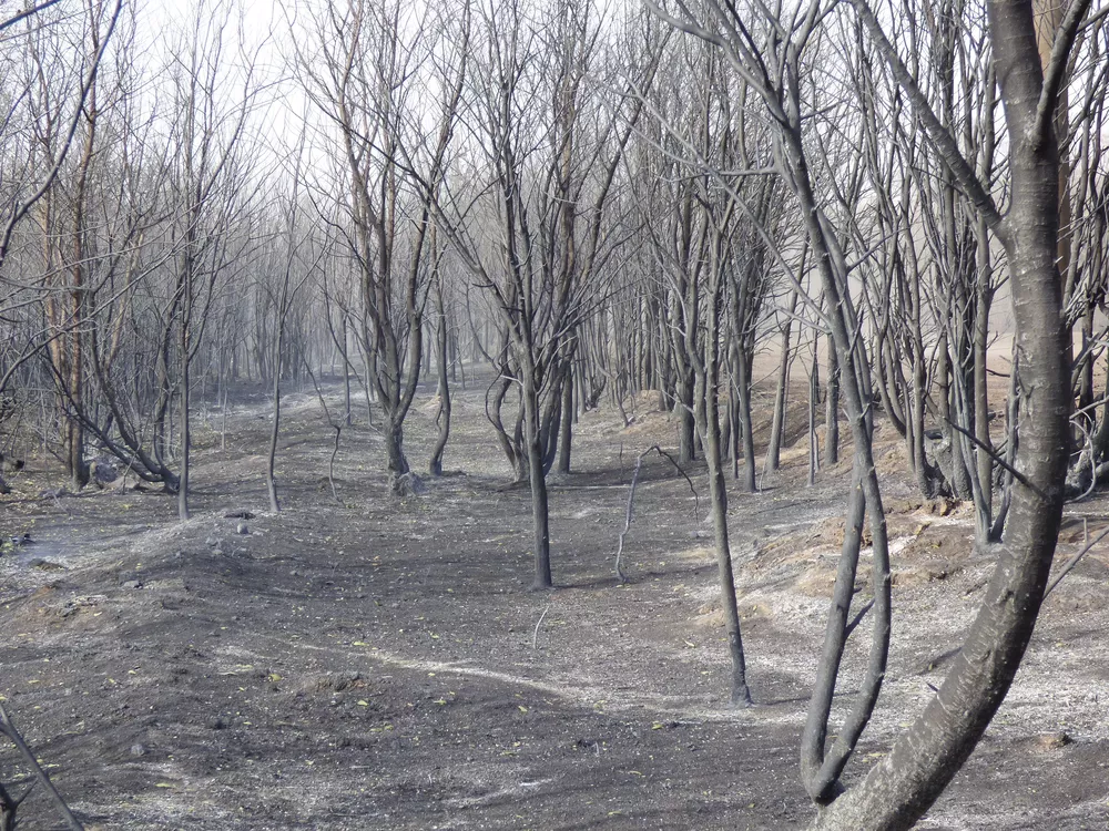 3026944_gobernador-05.-