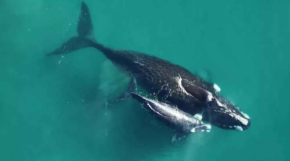 ballenas
