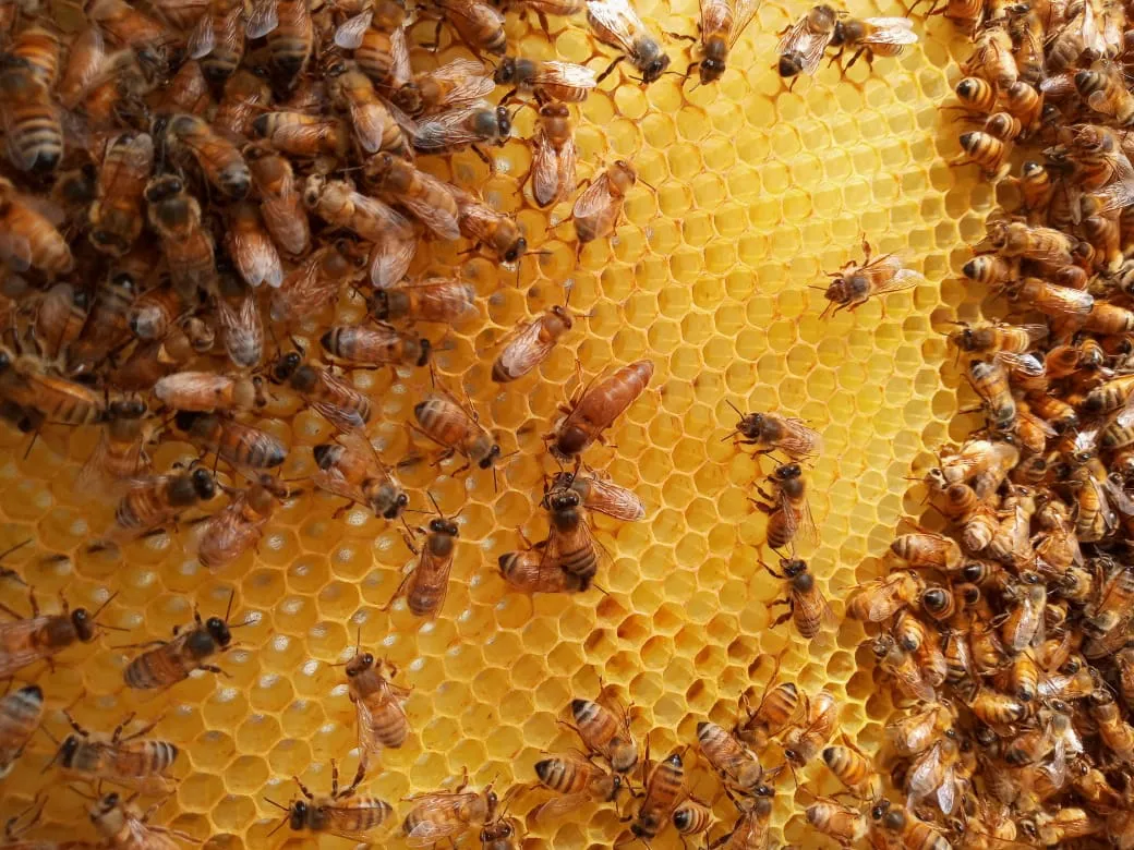 165203_whatsapp-image-2023-11-10-at-10.04.55