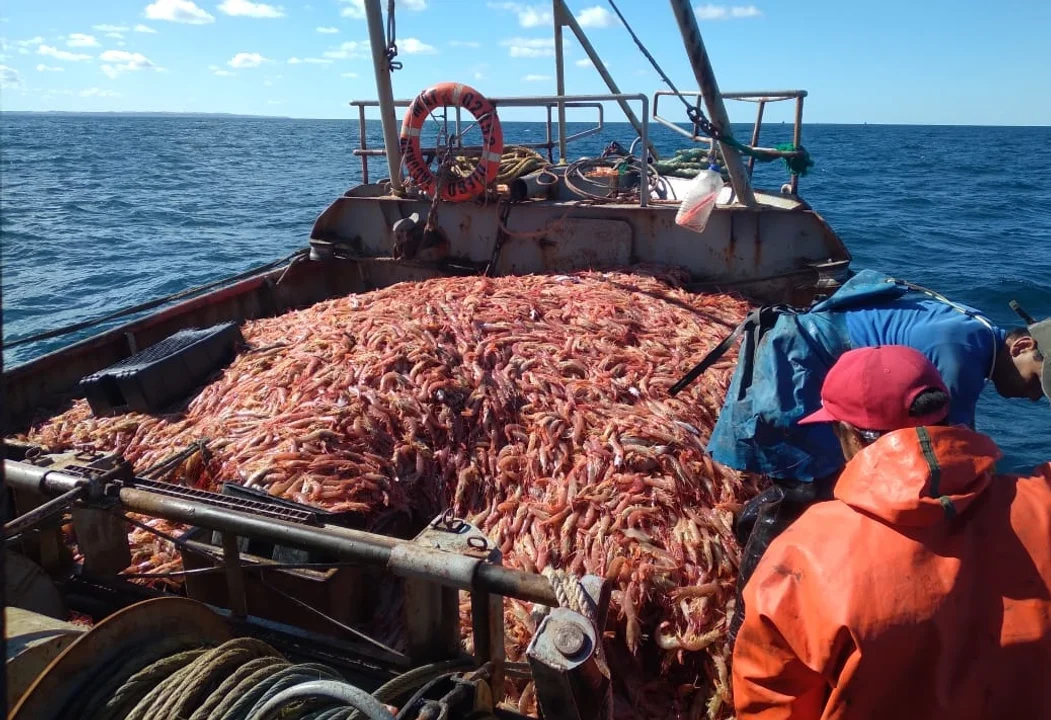 LANGOSTINO