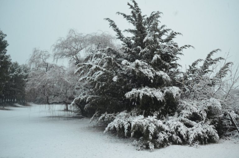 nieve429ce9e9e (1)