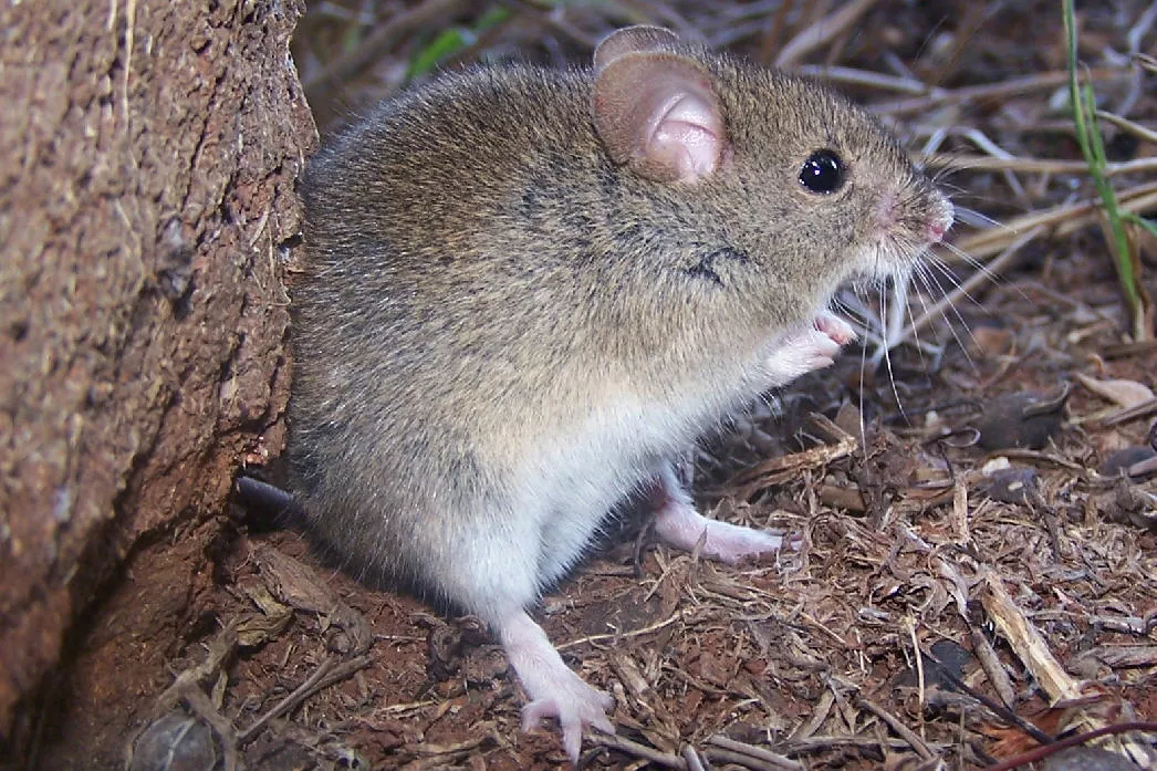 Calomys-callosus lauca roedor fiebre hemorragica