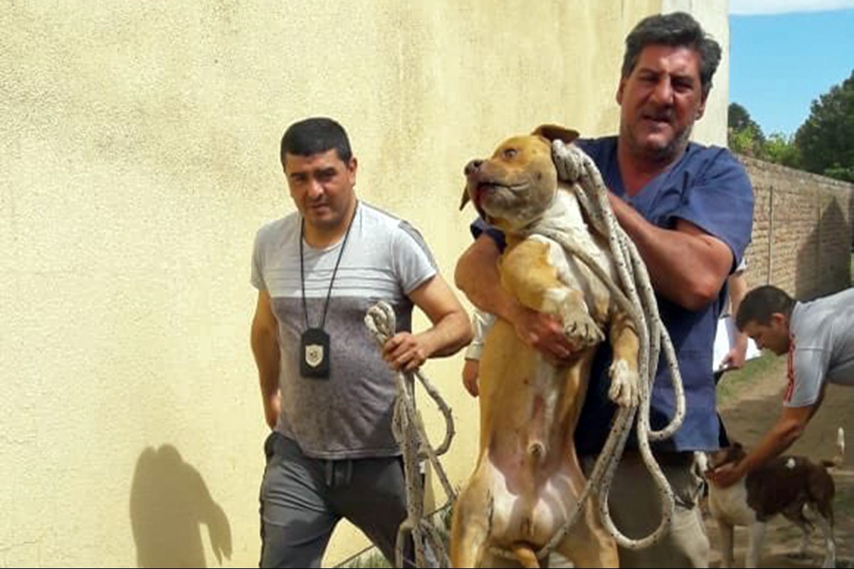 PITBULL SECUESTRADOS