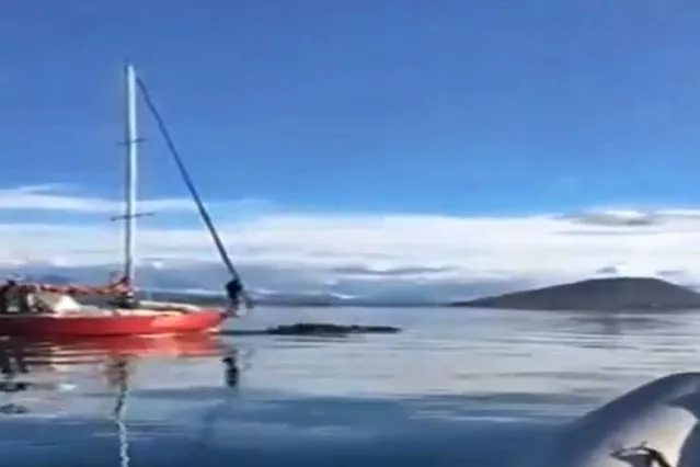velero ballenas