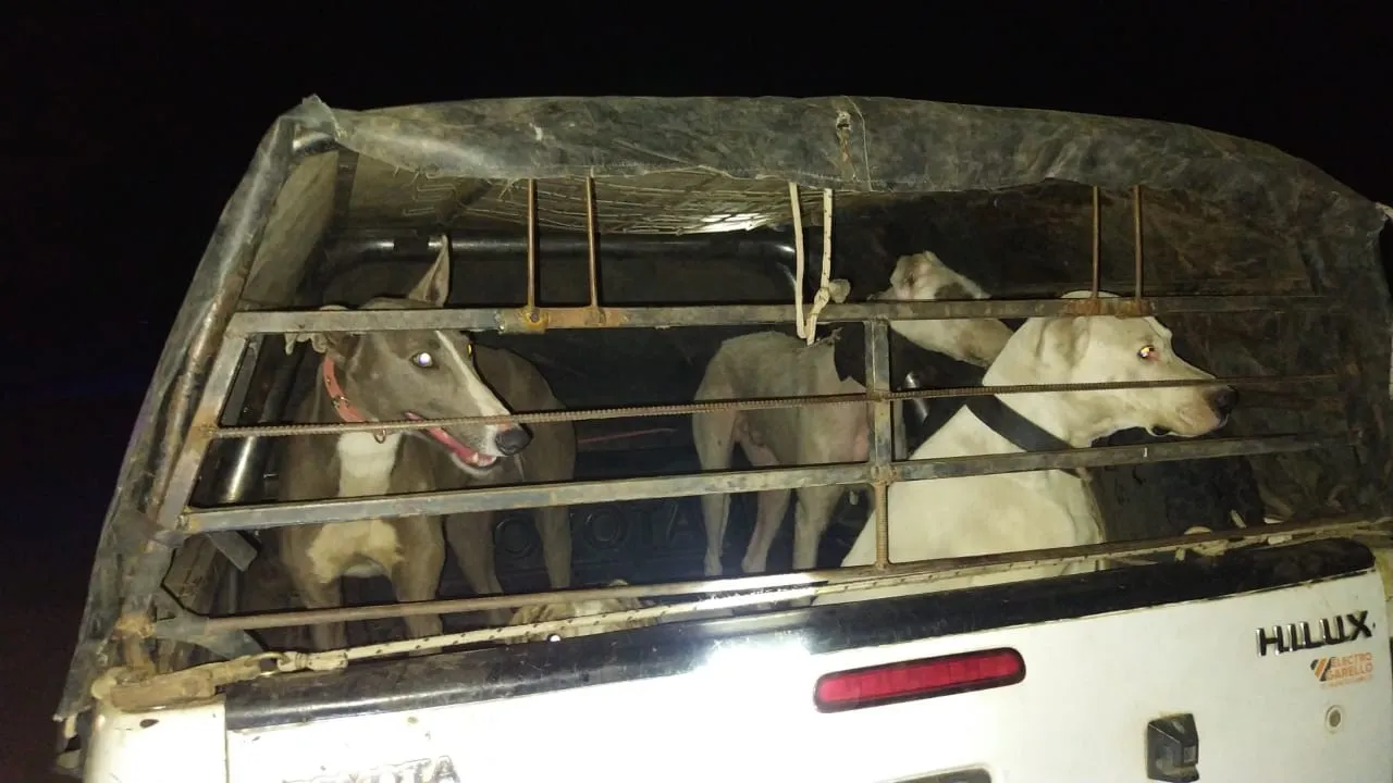 perros cacería jauría