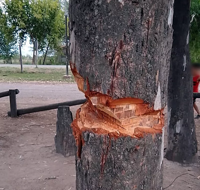 árbol mutillado