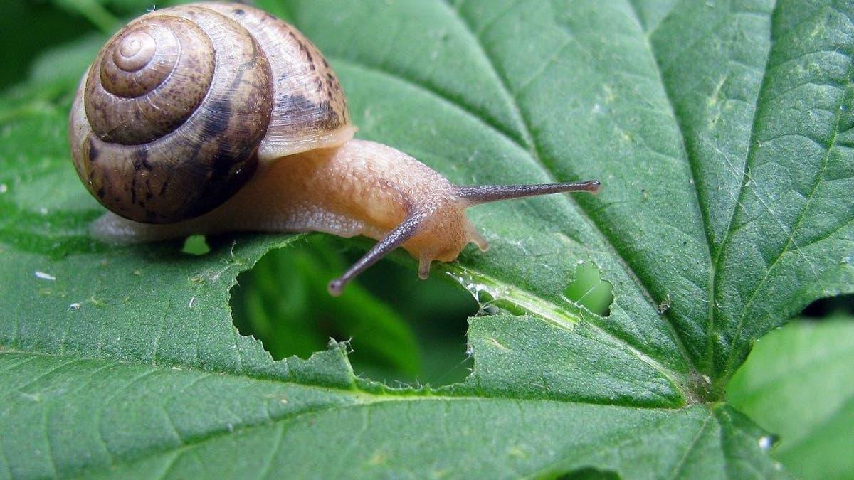 caracol