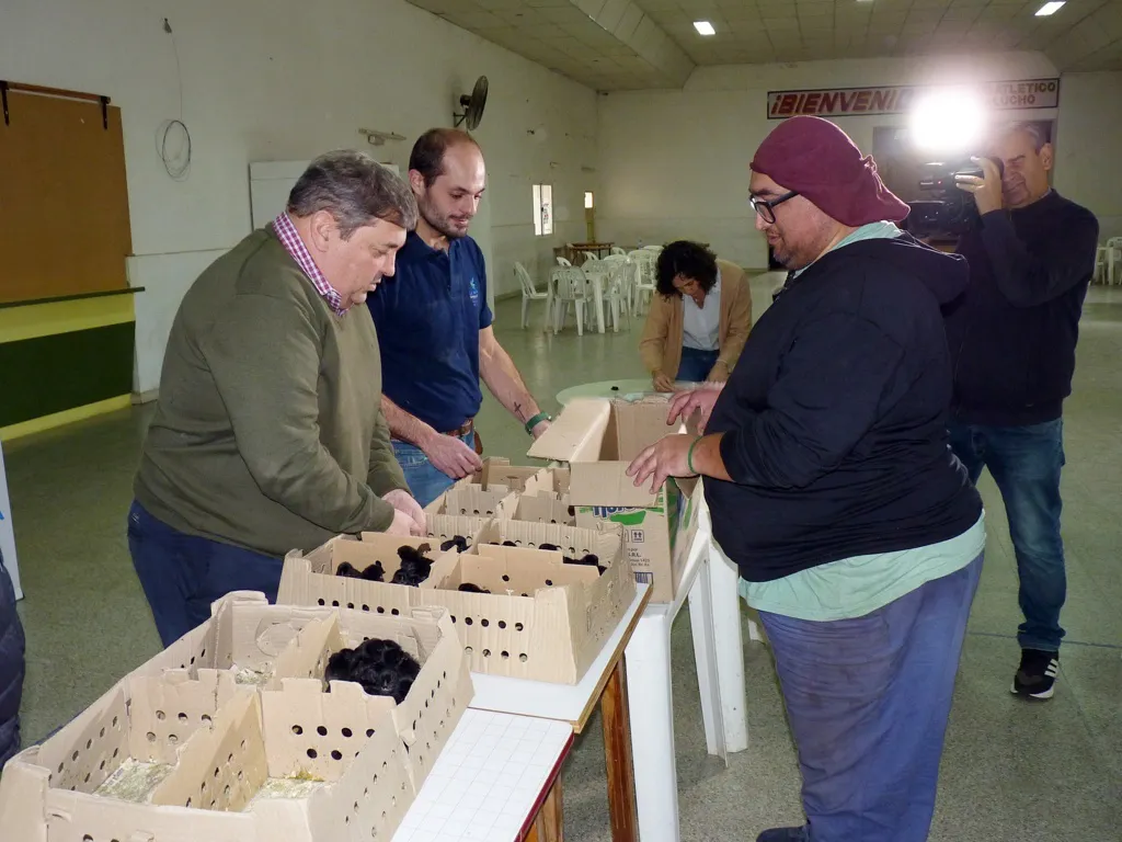 ponedoras falucho 6 FILE