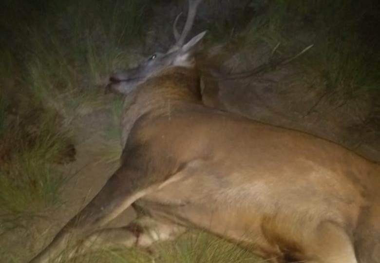 20190325153357_36976838_0_body