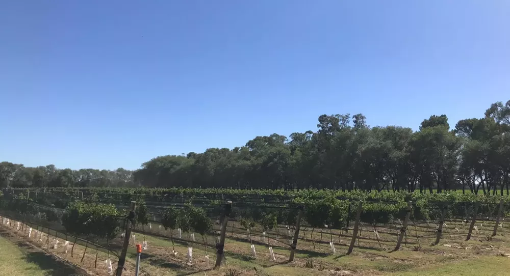 Caleufú viñedo