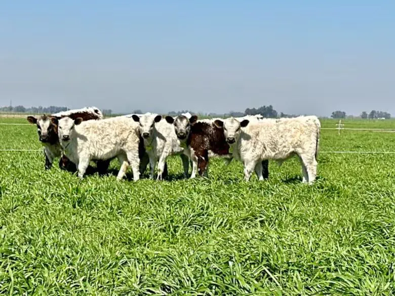 vacas 3