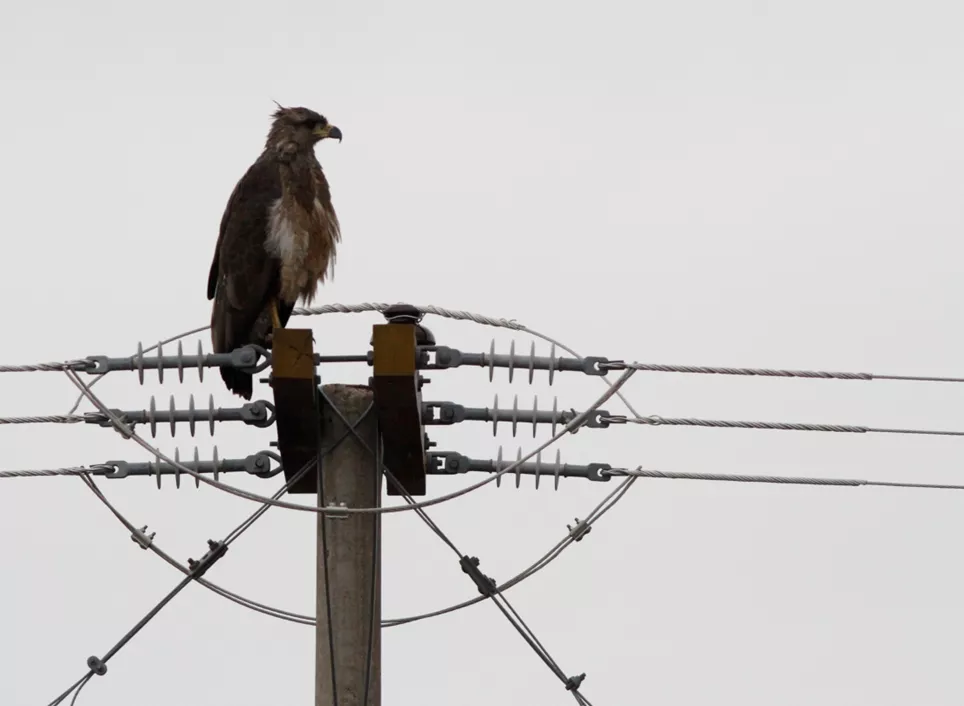 aguila coronada 1