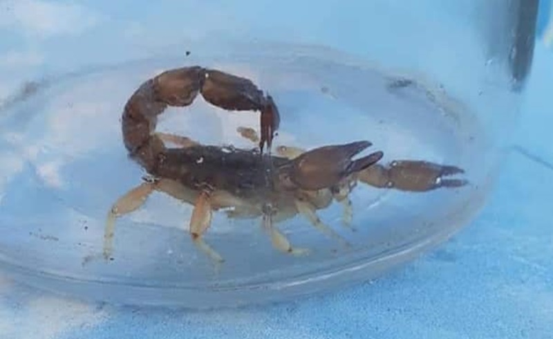 80669513_2903385673006419_8105697533549871104_n