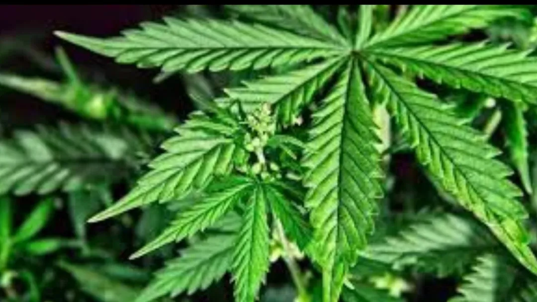 Screenshot_20231007_075048_Chrome