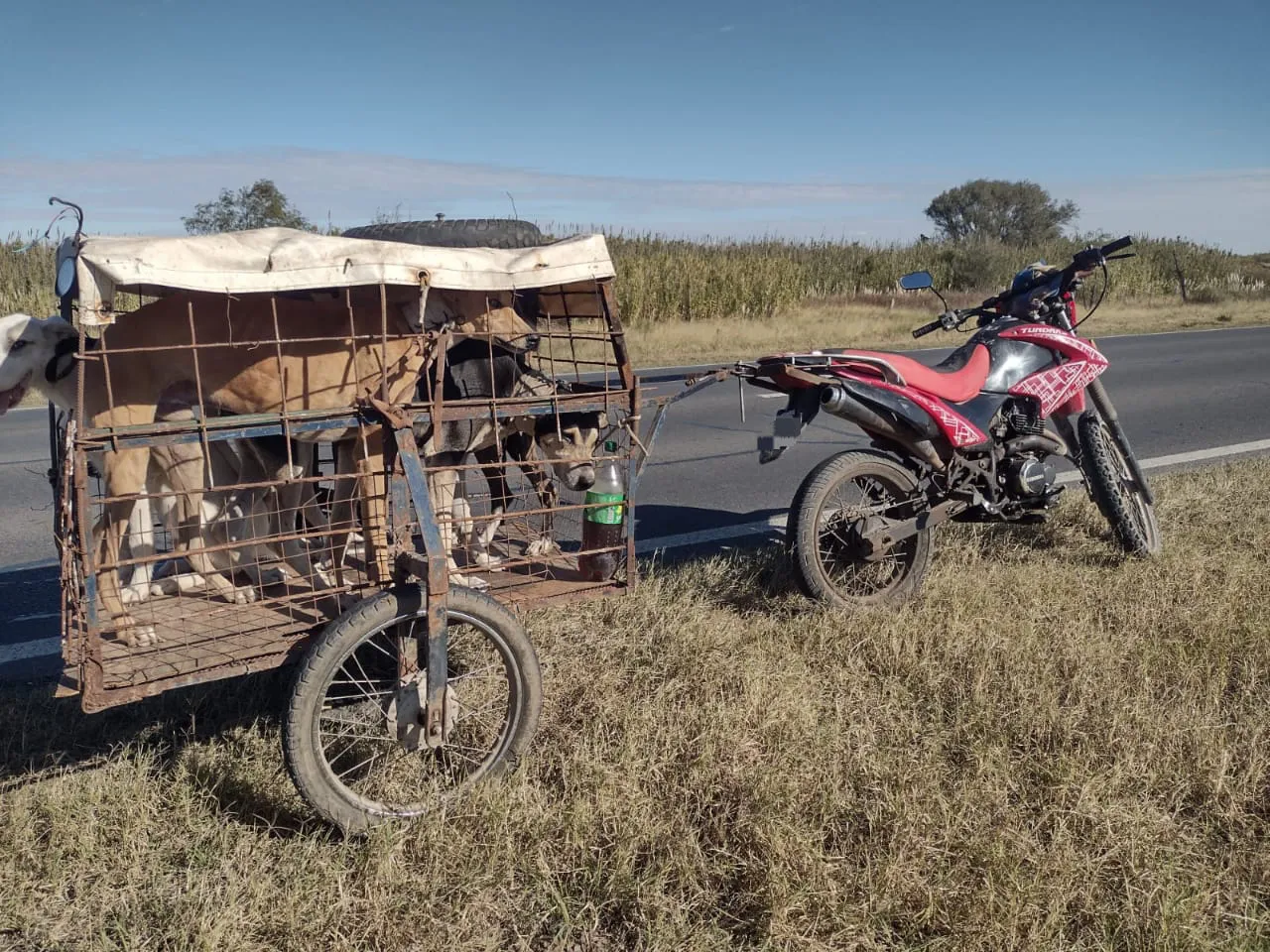 moto carro perro