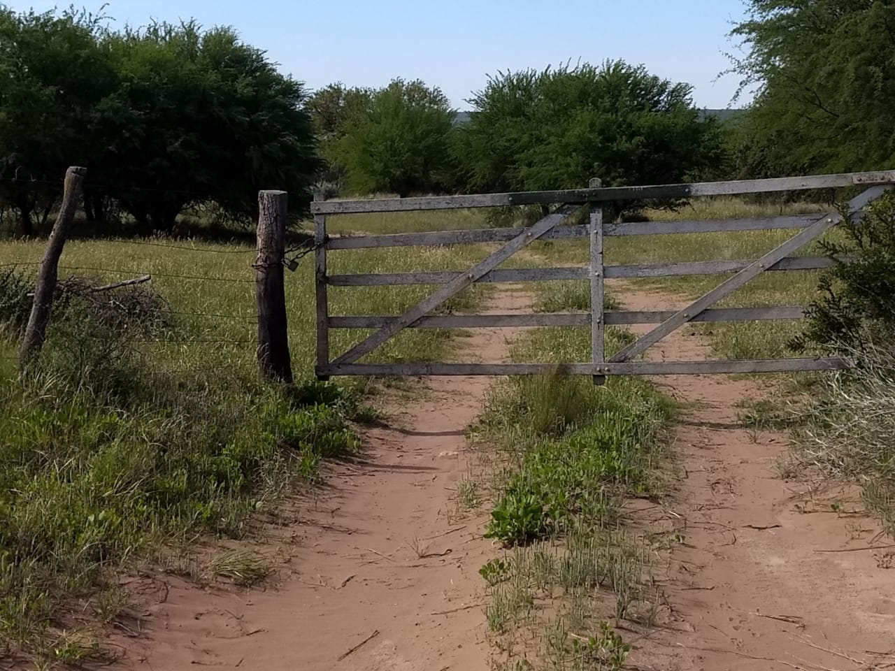 CAMPO HALLAZGO CRANEO 1