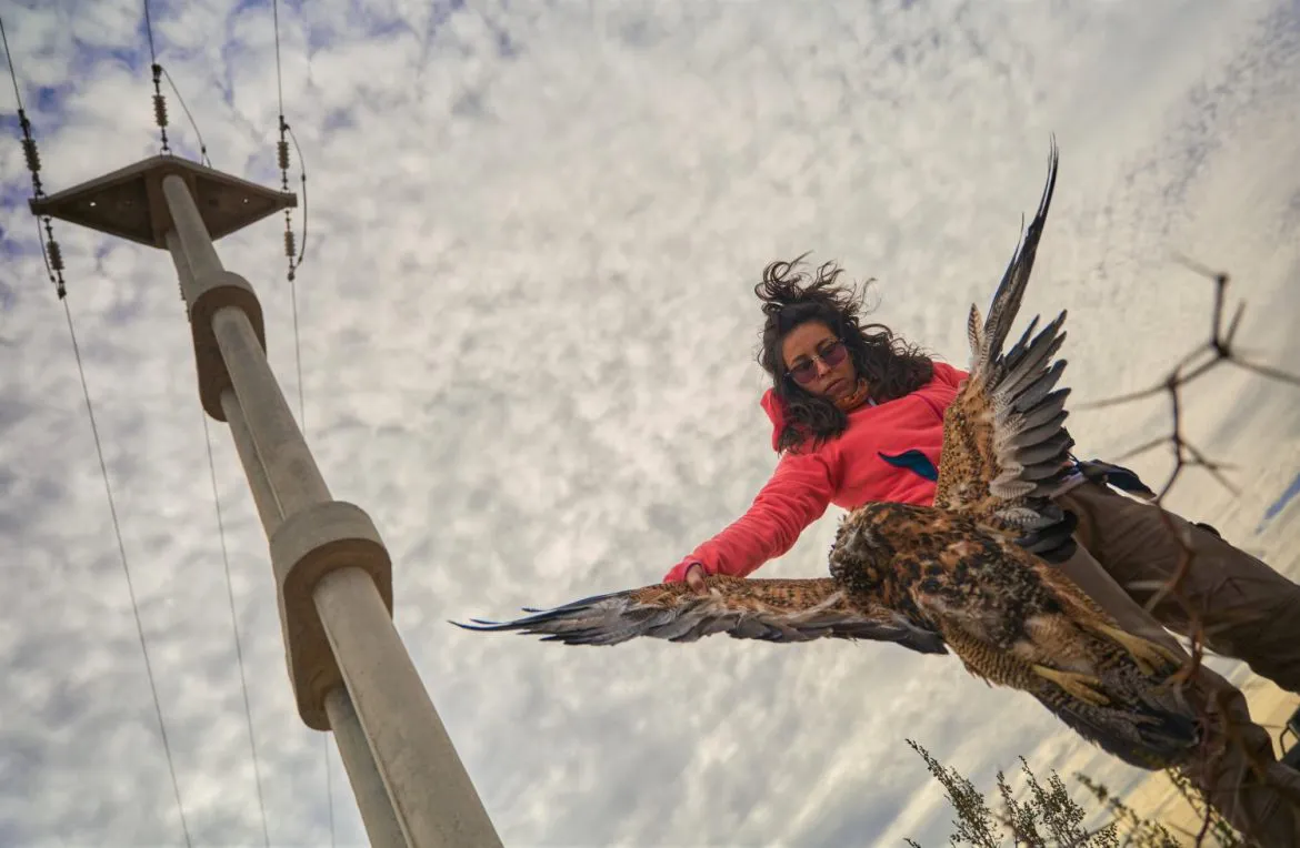 AVES ELECTROCUTADAS 3