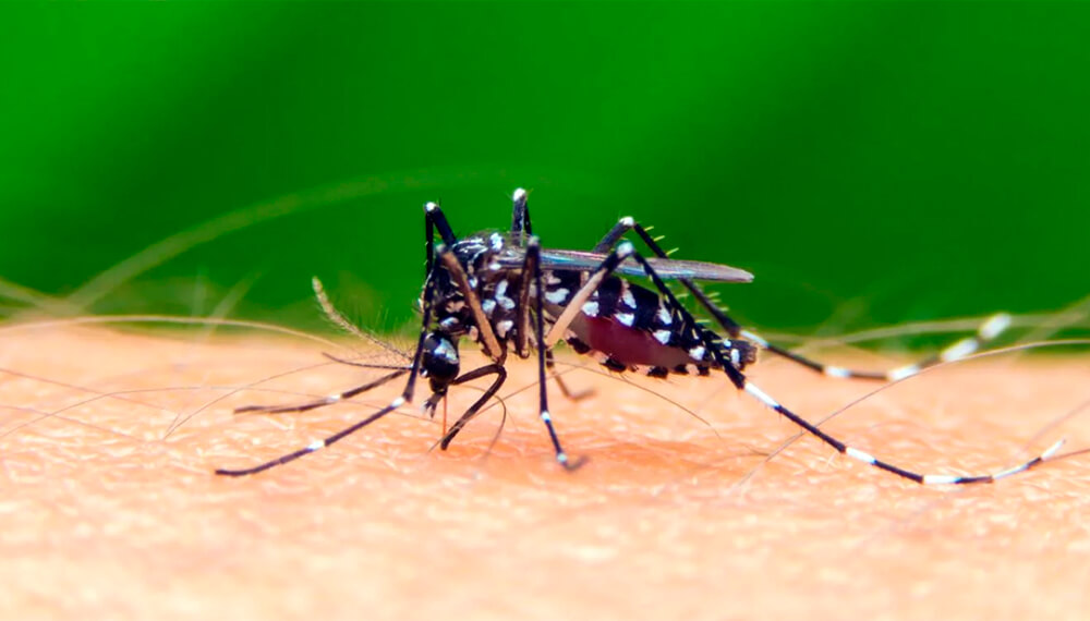 prevenir-dengue-infocampo