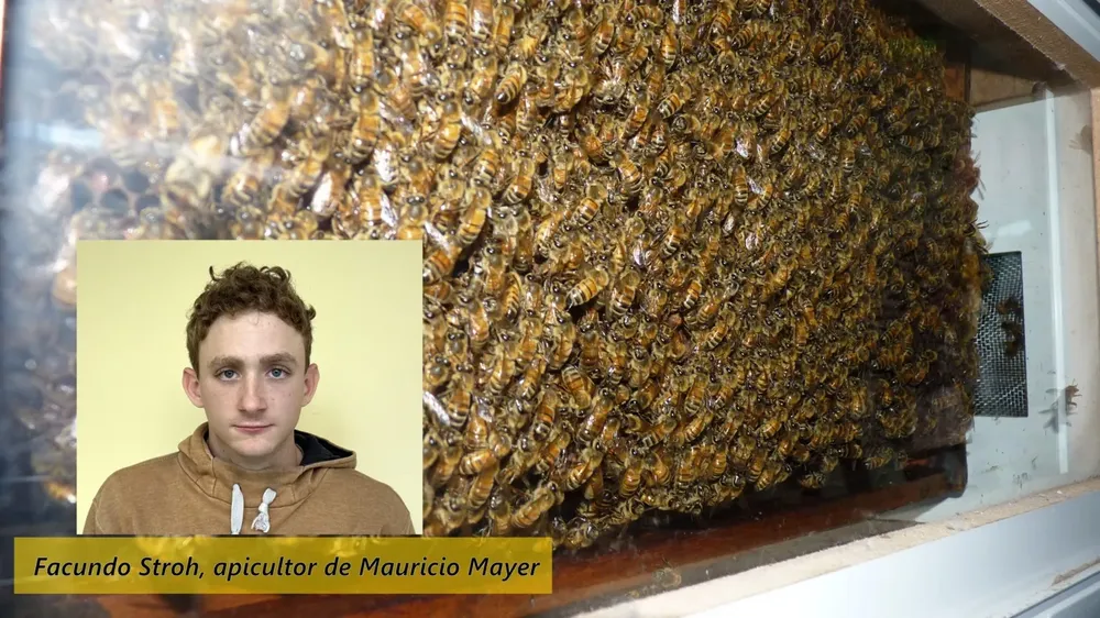 facundo stroh sobre apiario FILE