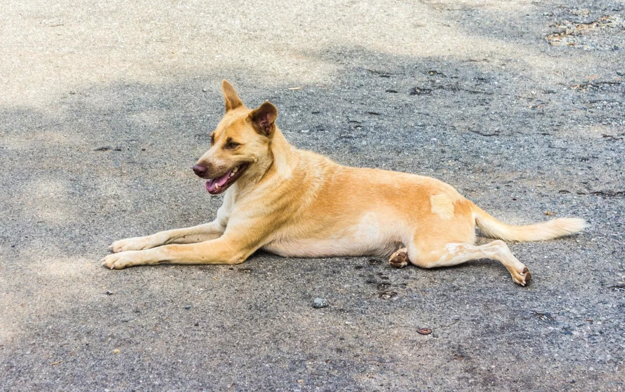 perro (FILEminimizer)
