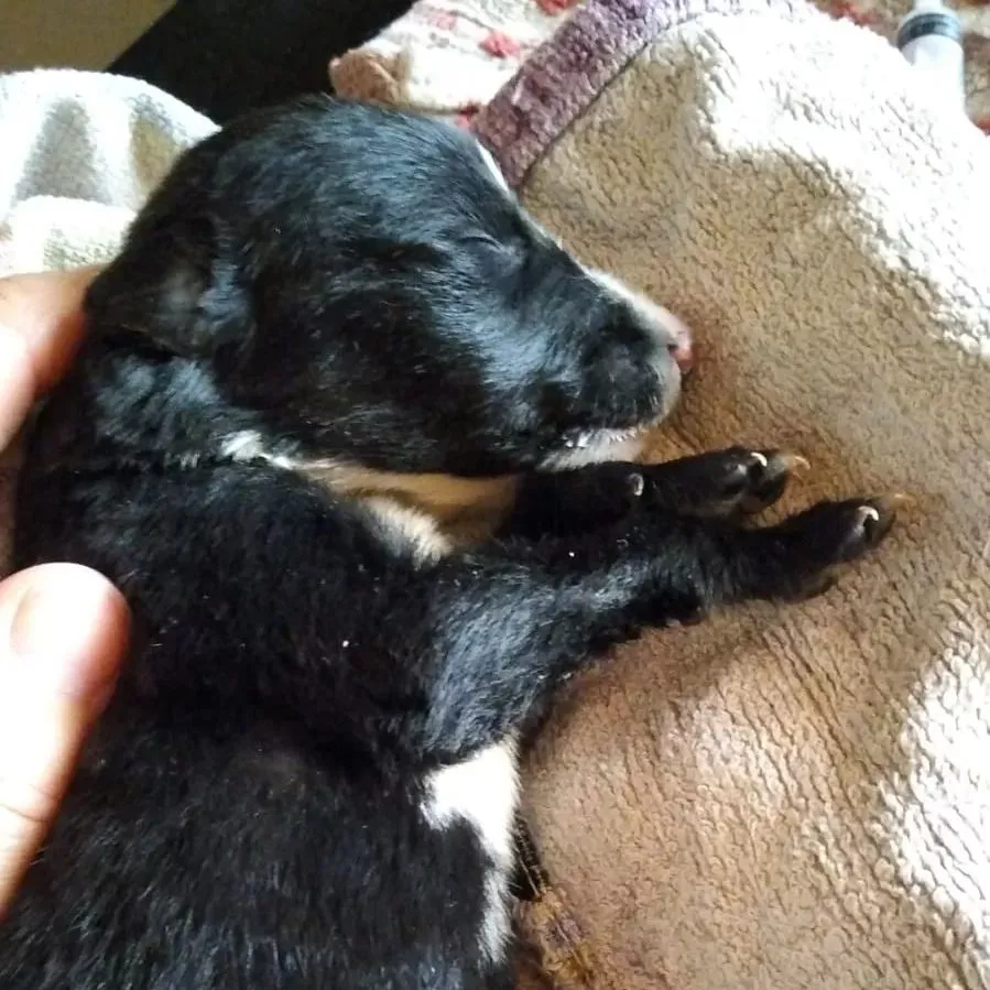 PERRITO