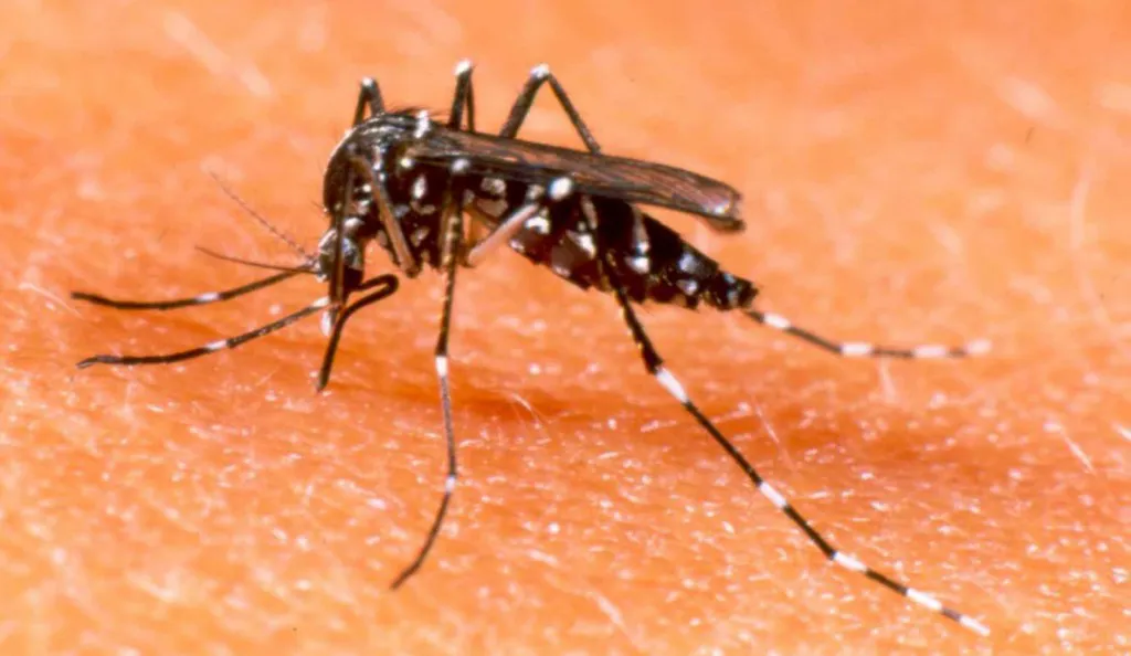 mosquito dengue