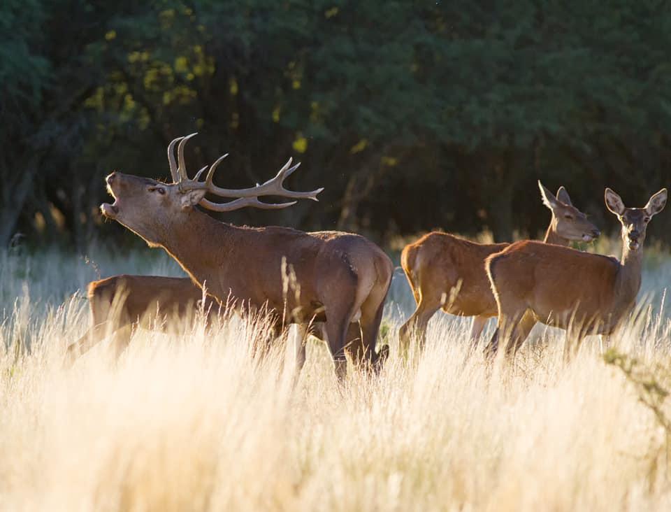 parquelurobramaciervocolorado2020-1