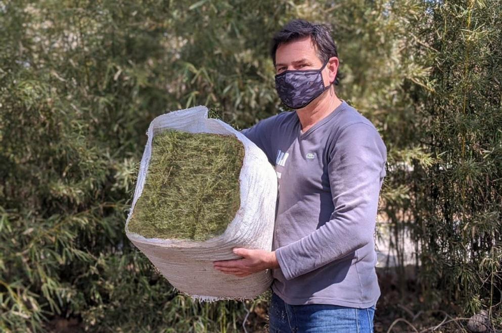 alfalfa4
