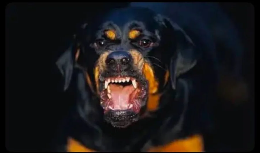 rotwailer